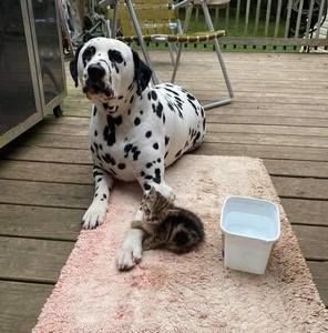 Meet your Posher, Ronnie